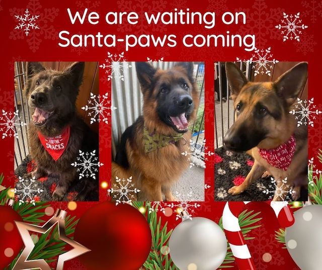Copy of We are waiting on Santa-paws coming