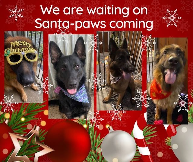 We are waiting on Santa-paws coming