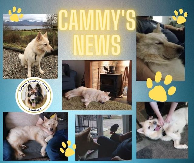 cammys news
