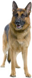 german shepherd rescue2