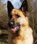 german shepherd training manual