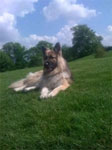 sponsor german shepherd