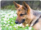 German Shepherd Mouse Mat