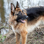 Rescue dog, adopt a German Shepherd Dog, Alsatian or Puppy